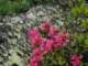 p6150079_small.jpg