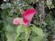 p6200184_small.jpg