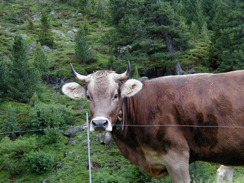 swisscow.jpg